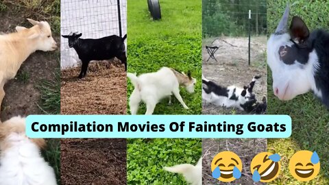 Fainting Goats.Tiktok Compilation videos