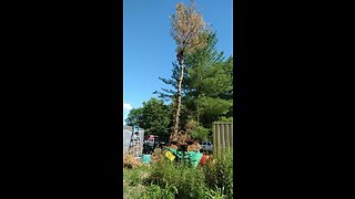 Tree cutting