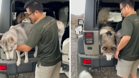 Excited pooch hilariously falls while jumping out of car