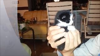 Kitten's first milk experience is beyond adorable