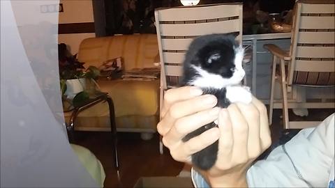 Kitten's first milk experience is beyond adorable