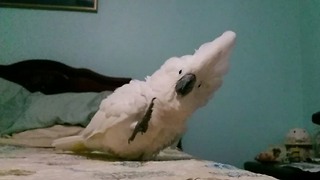 Happy Cockatoo Has Tap Dancing Feet