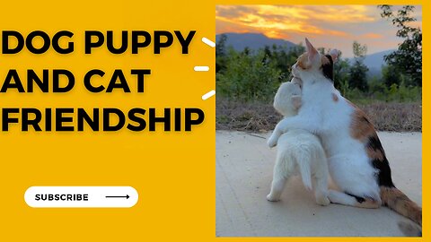 Cat and Dog puppy friendship / funny dog videos / funny dog videos