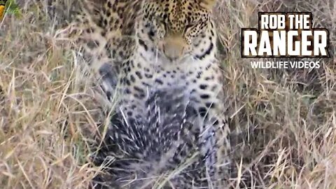 Leopard Takes On A Porcupine! | African Wildlife Action!