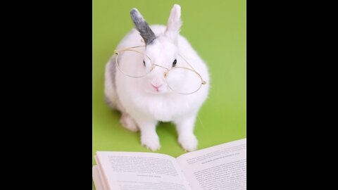 Educated bunny