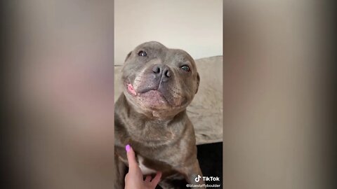 Happy Dogs DOGTOK - BEST SONG for DOGGOS (Best From TIKTOK)