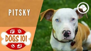 Dogs 101 - PITSKY - Top Dog Facts about the PITSKY | DOG BREEDS 🐶 #BrooklynsCorner