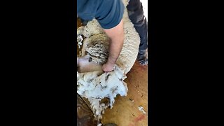 Hip Shearing 😀
