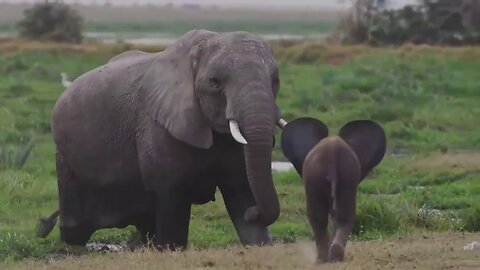 Amazing Mother Elephant Protect Her Baby From A Pack Of Wild Dog Hunting