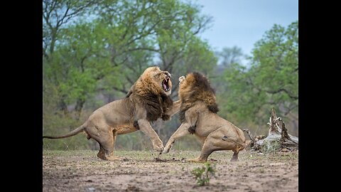 Tiger fight / animals wild/ jungle /tiger fight each other