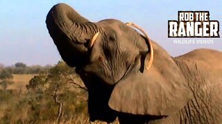 Elephants Incredible Interaction With Rhino Bones | Archive Wildlife Footage
