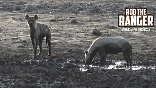 Hyenas, Elephants, Giraffe, Buffalo And More | Kruger National Park Waterhole