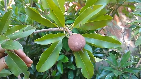 frutíferas produzindo em vaso pinha jabuticaba cajá goiaba tailandesa amora gigante pera sapoti...