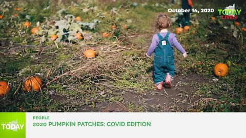 2020 Pumpkin Patches: COVID Edition
