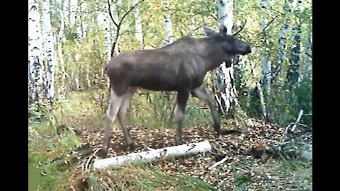 Footage from camera traps in the forest