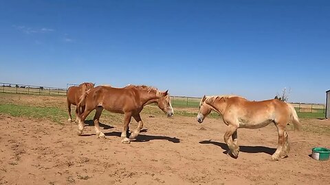 Rescued Belgian Draft Horse Integration, our first time introducing a new horse to the herd Ep.24