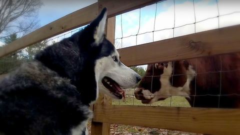 Siberian Husky Max loves to visit Cows