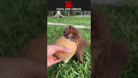 esquilo fazendo um lanchinho