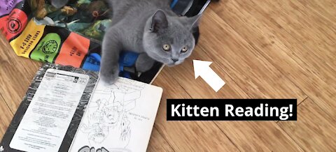 Cute Kitten Reads Book!