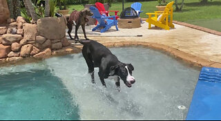 High Energy Great Dane Can't Stop Doing Zoomies