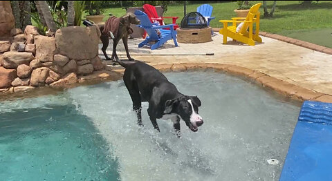 High Energy Great Dane Can't Stop Doing Zoomies