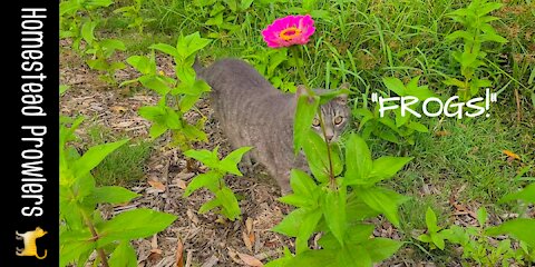 Floki Cat Takes Us On A Zinnia Walk With Distractions