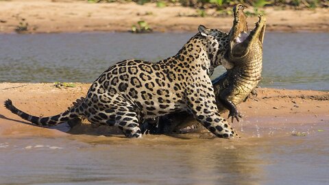 Jaguar attacks, catches and kills a crocodile