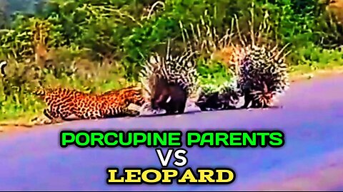 Porcupine Parents Protect Their Babies From Hungry Leopard |