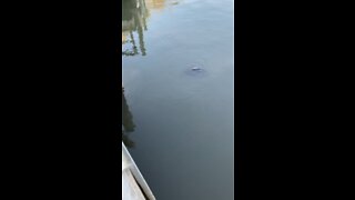 And more baby manatees!