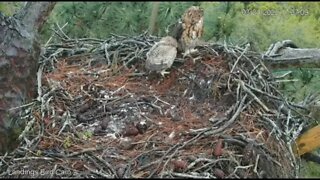 Mom Soars Back to The Nest 🦉 3/24/22 17:26