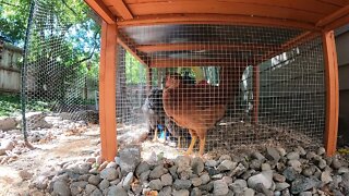 My Backyard Chickens - Episode 49