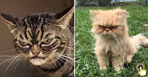 Funny angry Cats vs Dogs - 🐕😾😾😹 Funny animals Compilations #funny #pets #animals