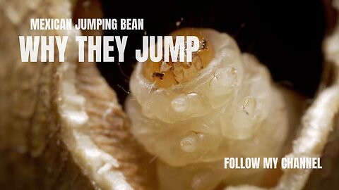 Why Did The Mexican Jumping Bean Jump?