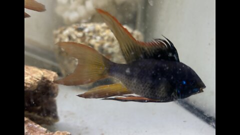 Longfin black, Rams ￼ first spawn ￼