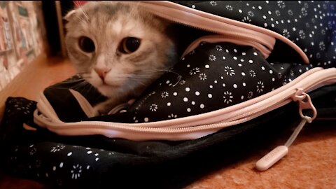 How our crazy cat got into a backpack and my daughter almost carried it off to school