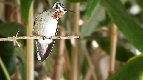 Anna's Hummingbird