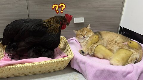 The hen was surprised 😯😨!the kitten take care of his chicks better than he................