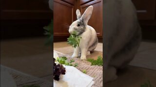 Cilantro 🌿 is yummy