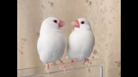 White Java Sparrow