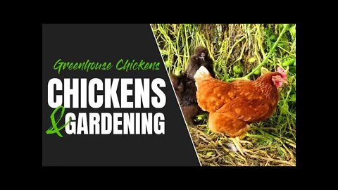 Chickens & Gardening; Get Fresh Eggs Daily & Prep A Greenhouse