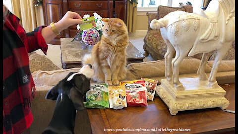 Fast Fingered Cat Doesn't Want To Share Treats With Great Dane Puppy