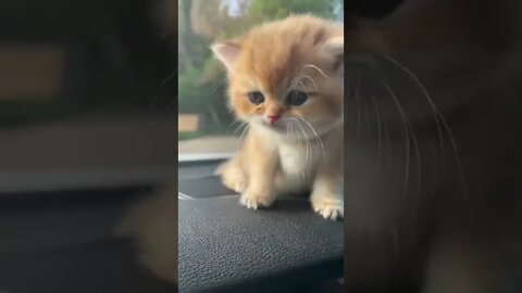 cute cat,animal video,funny cat,short cute cat video,best funny video