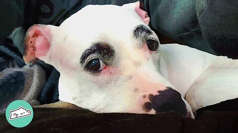 Dogs Think Pitty Has 4 Eyes But They’re Just His Eyebrows | Furry Buddies