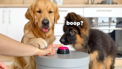 Teaching My Dogs to Press The Button | Hilarious Dog Reactions