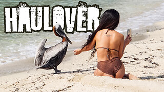 Meet the Pelicans of Haulover Inlet