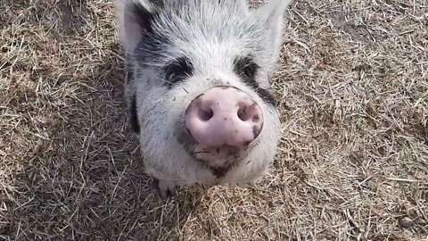 PBP Suite - Constructing a shelter for rescued Pot Belly Pigs