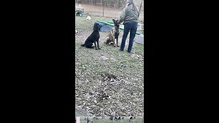 Dog obedience training and play with Belgian Malinois and Standard Poodle together.