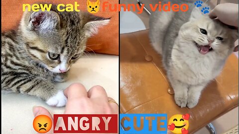 New cat video | angry and cute