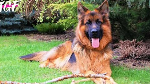 The Beauty and Brilliance of a German Shepherd