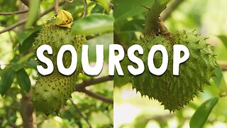 How To Grow ~ Soursop